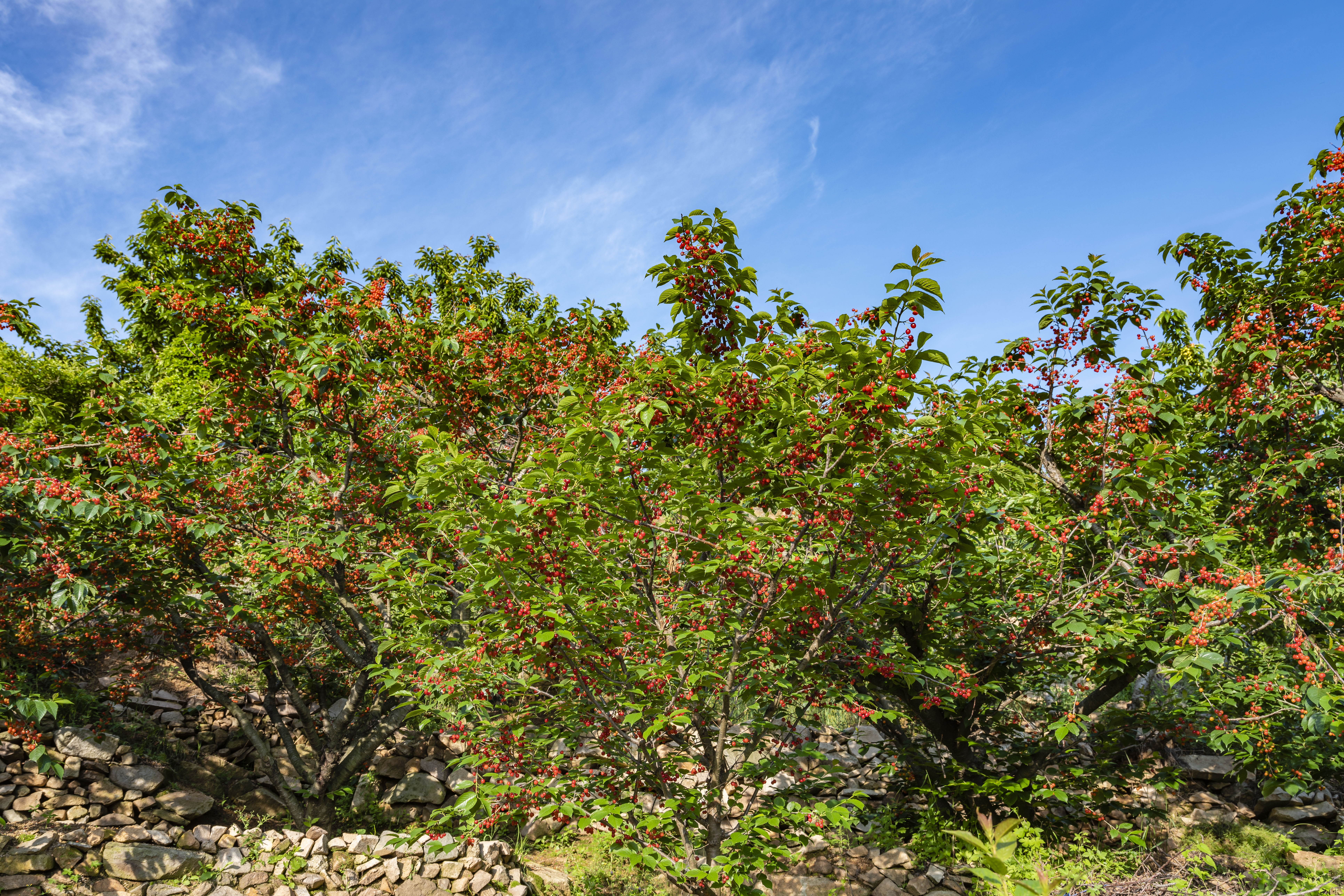 小樱桃缩果病,小樱桃的病后来是怎么治疗好的