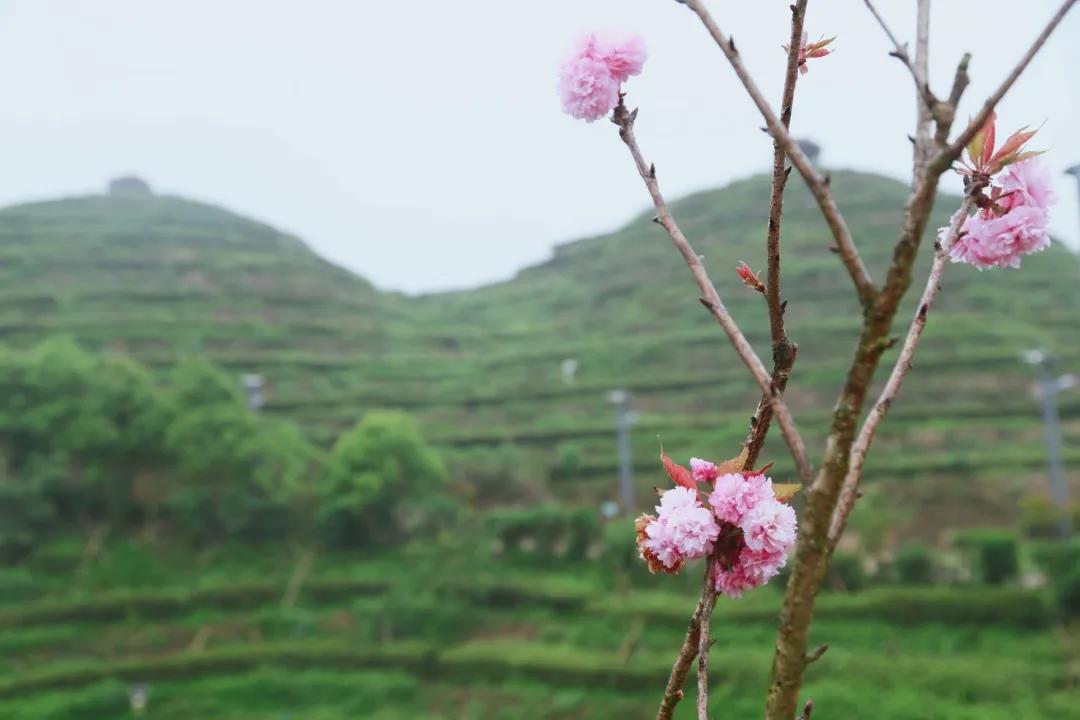福建人游福建|厦航国旅首发团，邀您一起共赏好*光春**