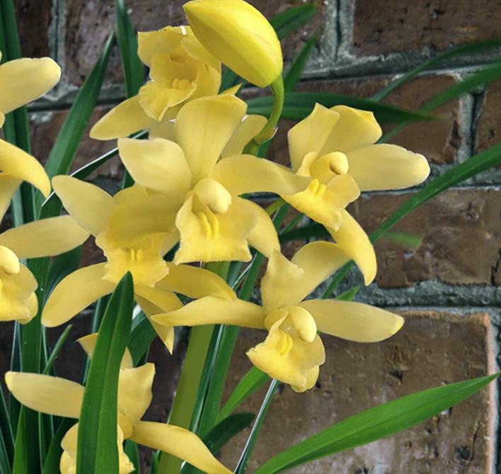 2024年普通天价兰花多少钱一苗,天价兰香多少钱