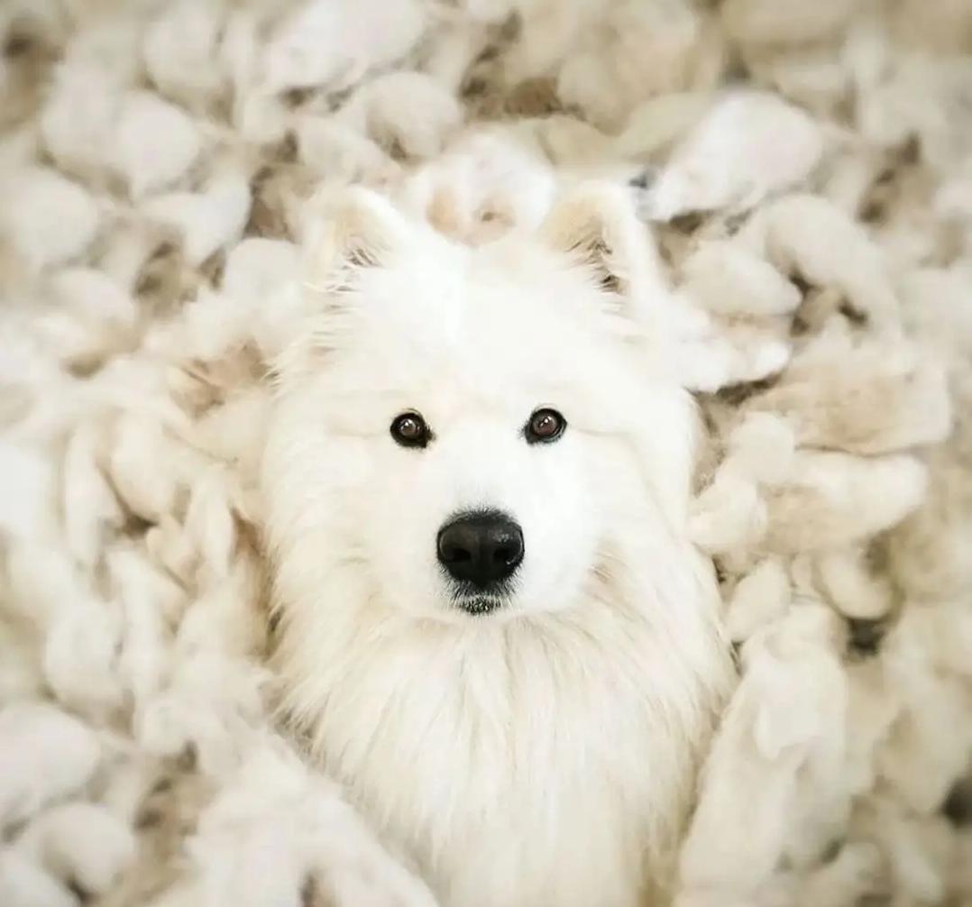 容易训练不容易掉毛易养的小型狗,最好养的狗又干净又不掉毛不咬人