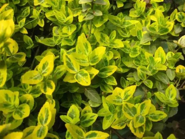 收藏植物的方法,收藏价值绿植