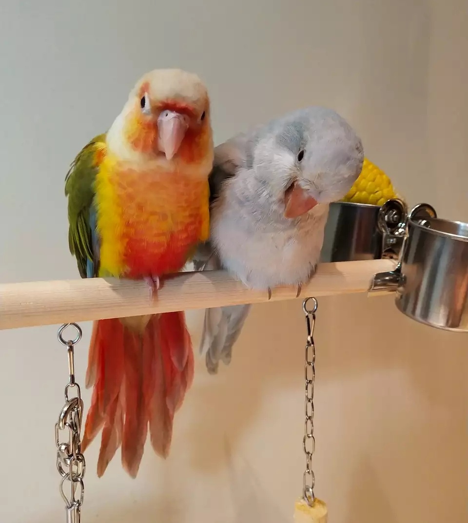 小太阳鹦鹉的价格跌入谷底,依旧无人问津,4个原因让人放弃饲养