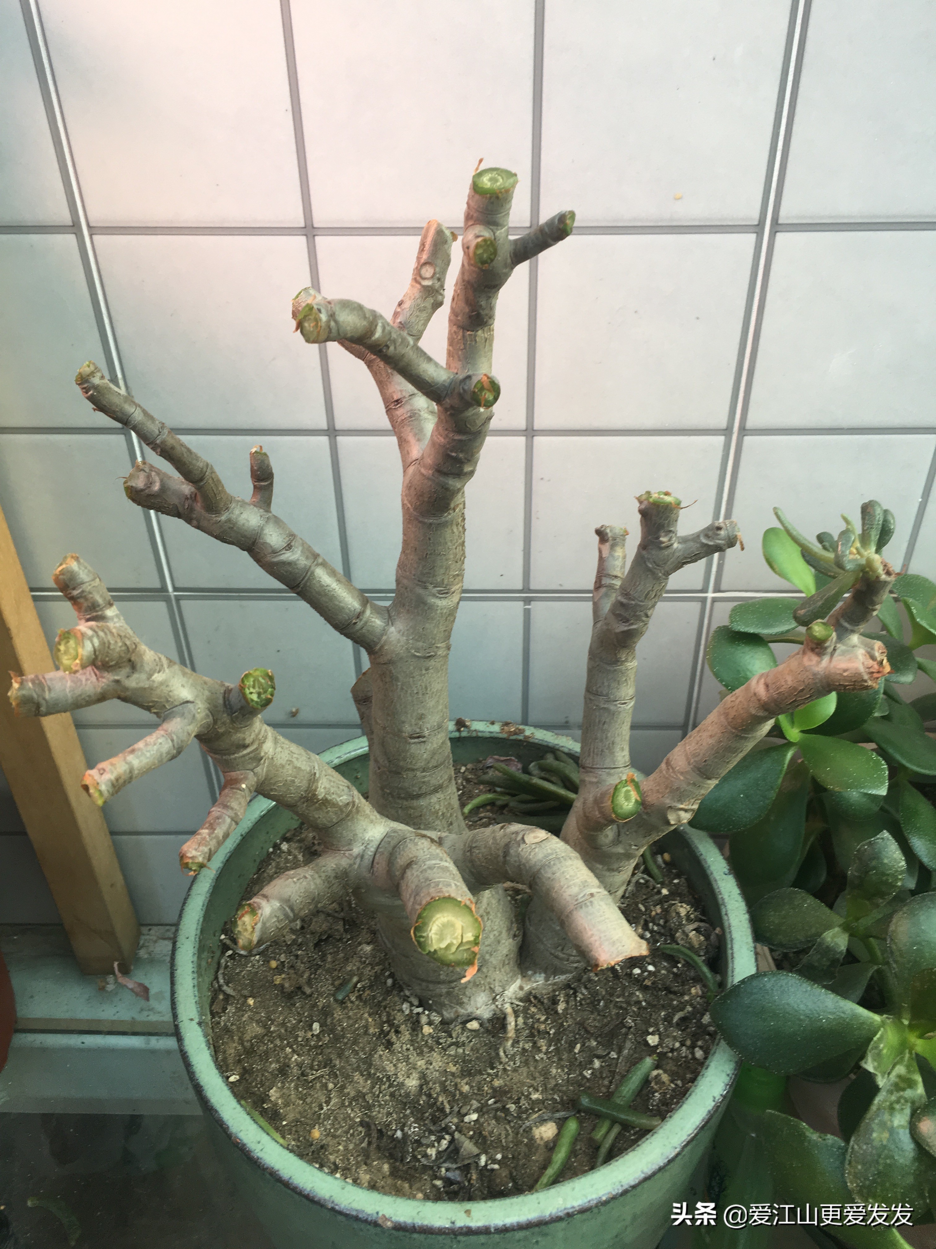 冬天花草枯萎怎么处理,植物受冻过如何快速修复