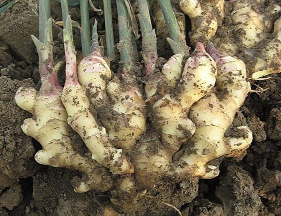 种植生姜一块姜出苗多好还是少好,生姜种植后如何提高产量