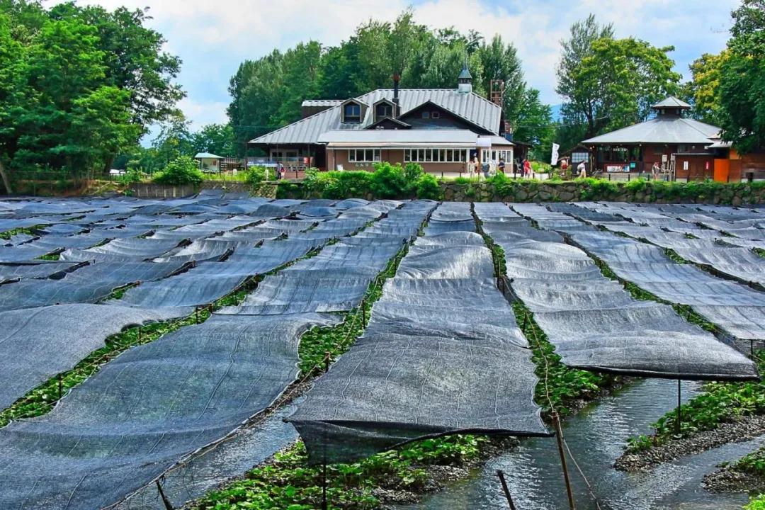 菜吧农场年收入,日本最成功的主题农场