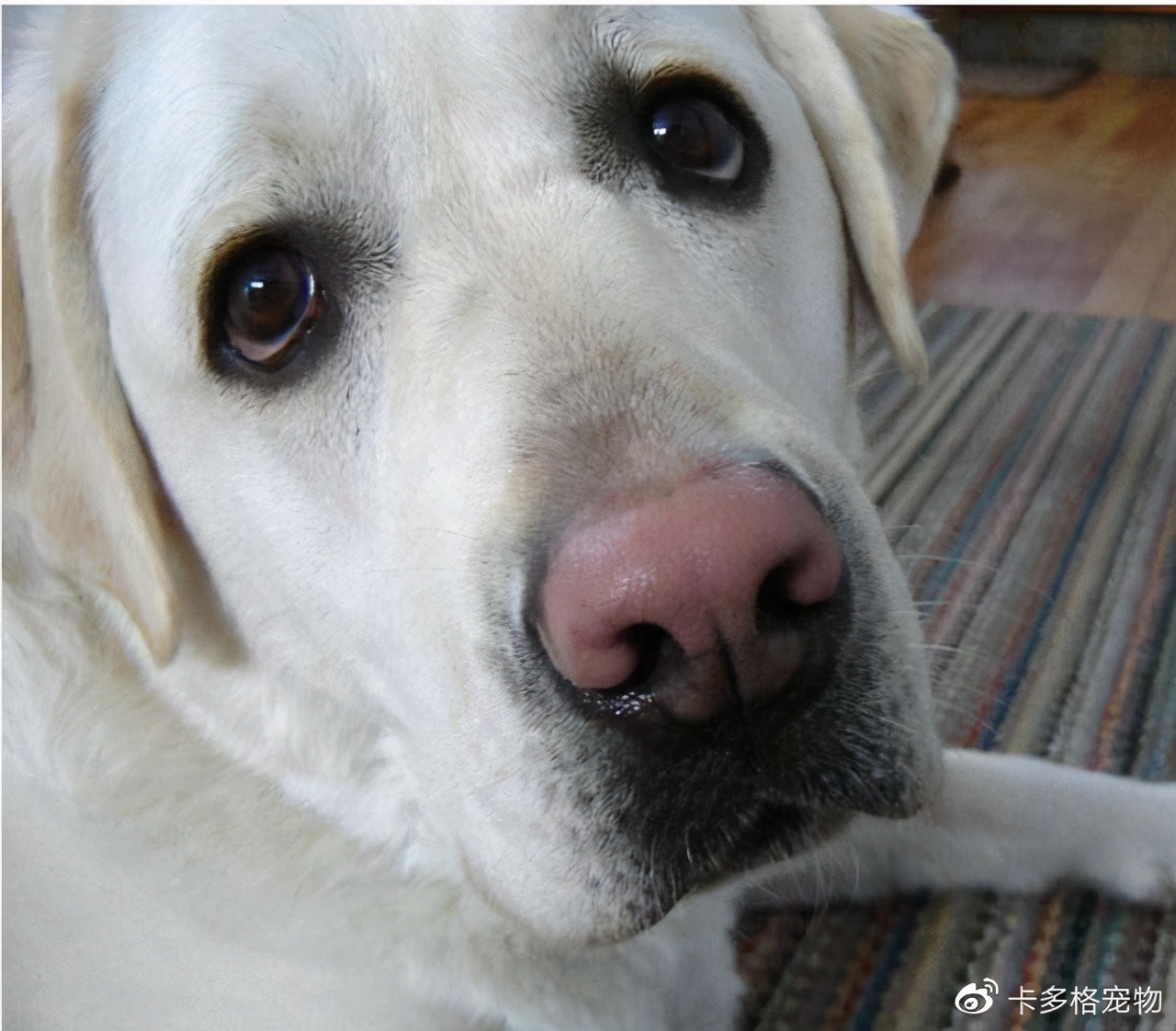 狗狗鼻头为什么是湿的,狗狗鼻头为什么会褪色
