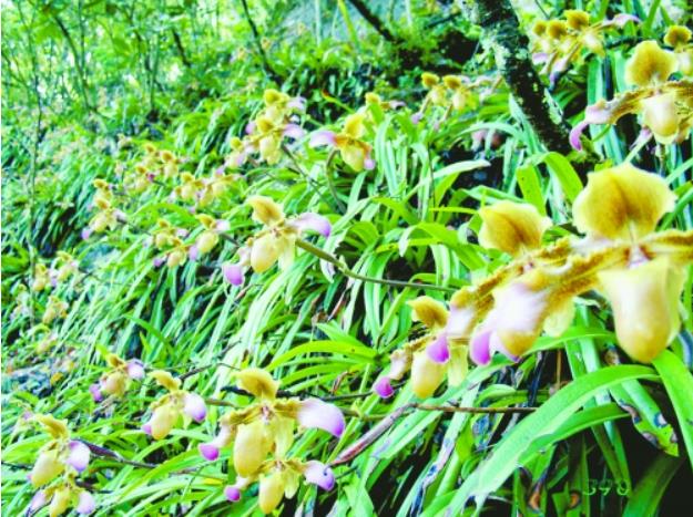 中国兰花之乡有哪些?为何云南独占7个?