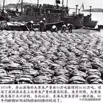 曾是四大海产之一，靠叫声互相识别，却被人类用噪声团灭