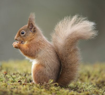 知道小松鼠如何和人交流吗？偶遇，我辜负了你