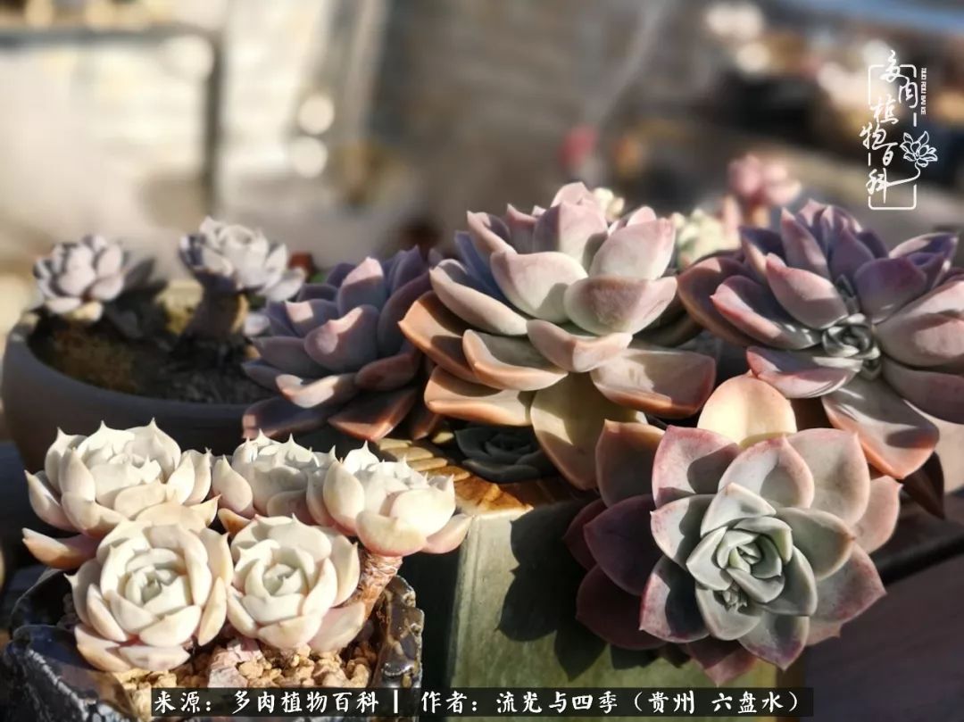 养多肉这几点新手必要知道,在养多肉的路上越走越远