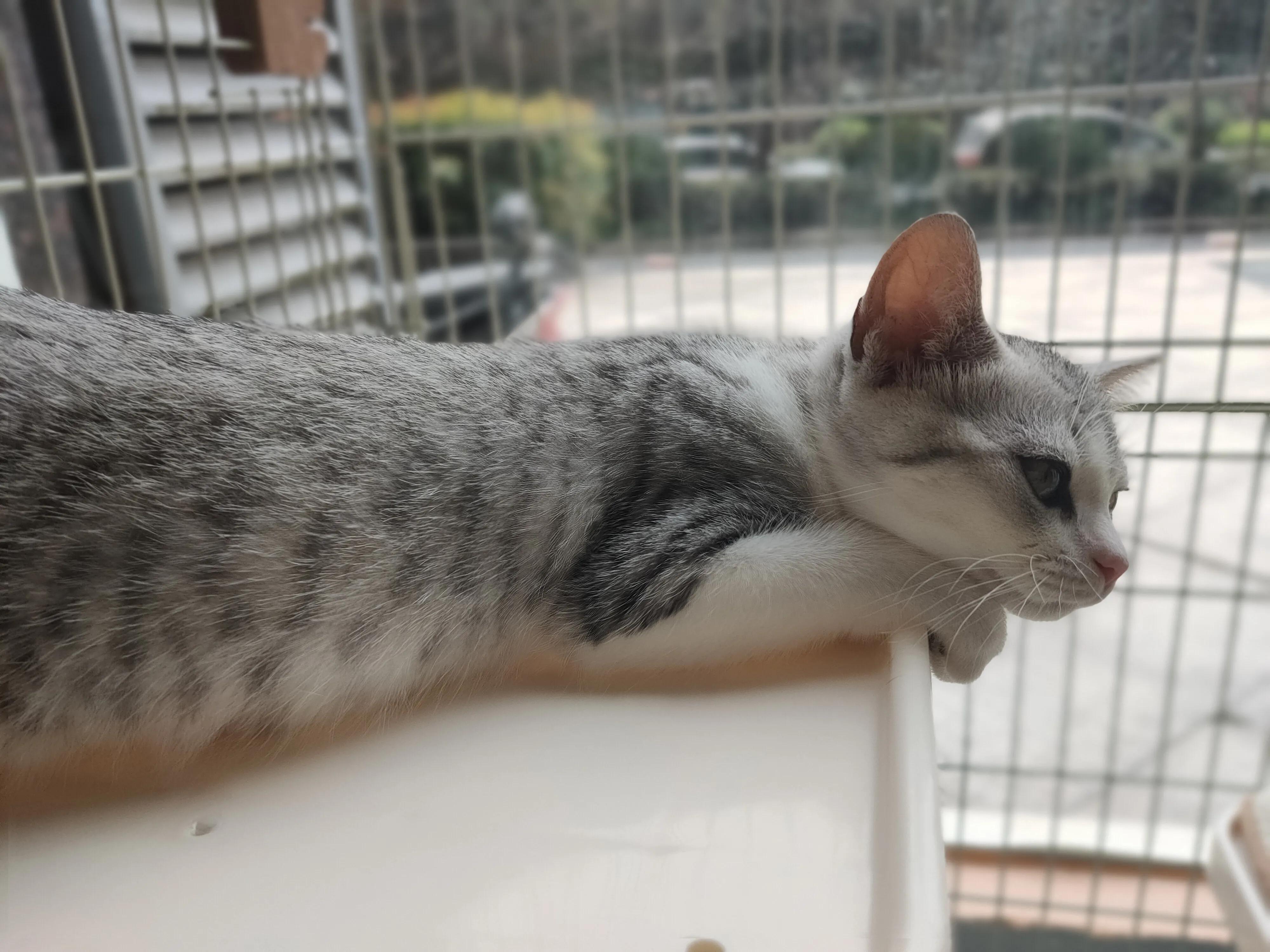 猫咪猫癣家里如何除菌,猫咪得猫癣怎么才能治好