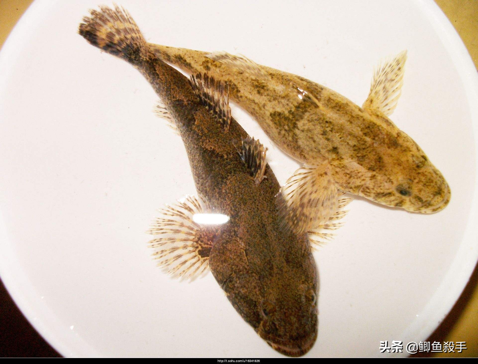 烂大街的“呆子鱼”,如何成为“餐桌”香饽饽,且价格不菲