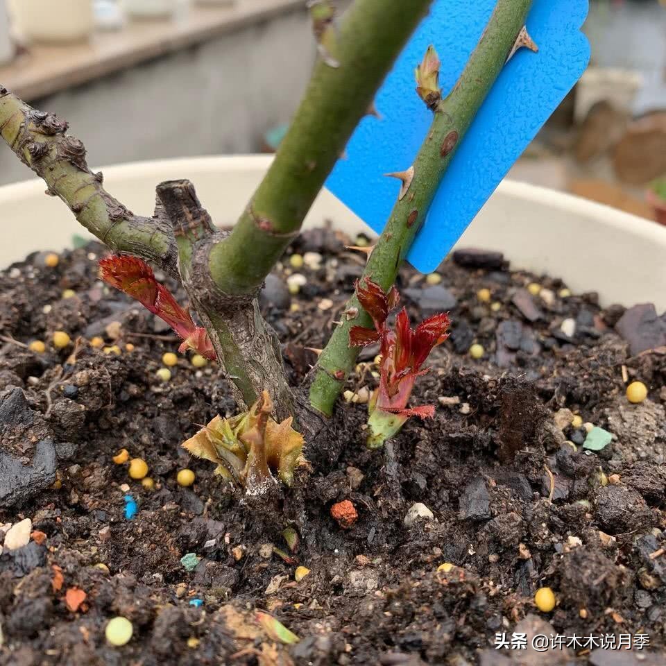 月季应该怎么浇水,月季的浇水注意事项