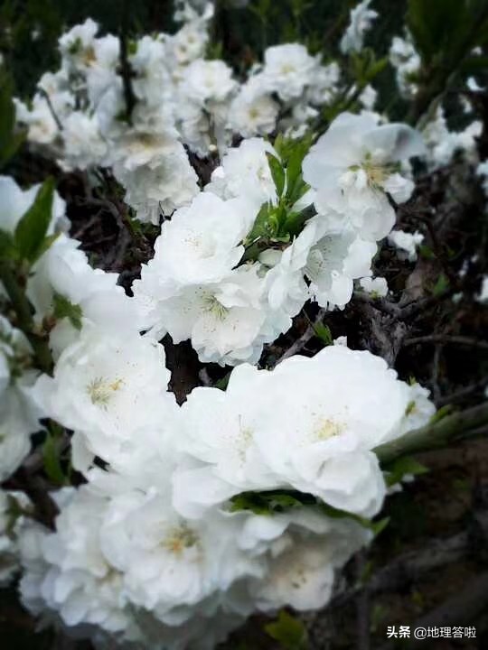 钓鱼台饭店济南,钓鱼台宾馆的北国风光