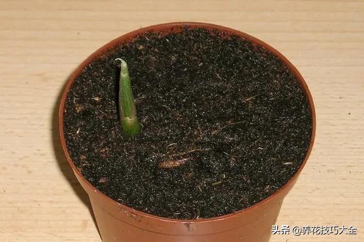 生姜的盆栽需要晒太阳吗,生姜怎么在室内盆栽