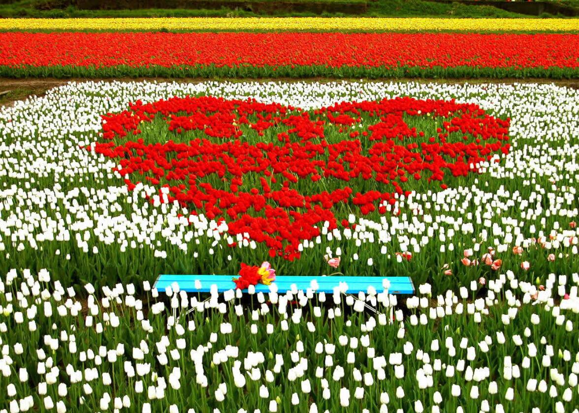 五家渠郁金香节旅游,五家渠郁金香节五一门票价是多少