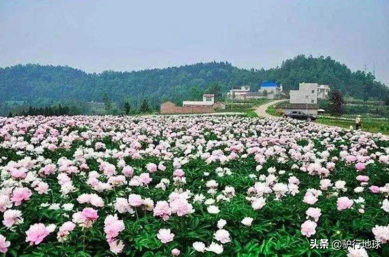成都周边适合秋天看花的地方,成都周边看花攻略国庆节