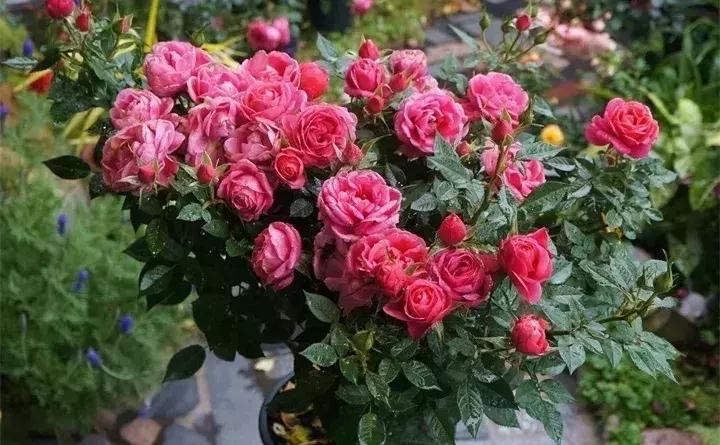 常见植物大全视频,常见的木本植物有哪些