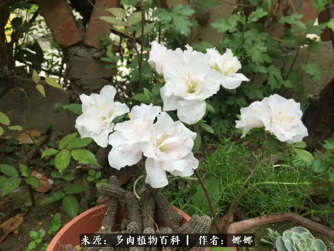 篱笆花开情常在，守你一生不变！