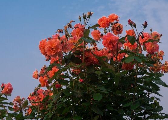 玫瑰花叶子发黄怎么办,玫瑰花叶子发黄的解决方法