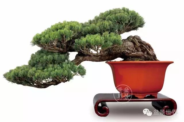 松树盆景经典大片,大斜杆式盆景得金奖作品松树