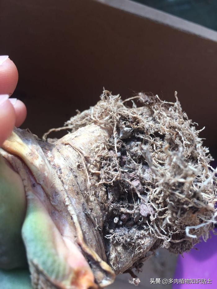 仙人掌什么情况下修根,怎么给仙人掌修形