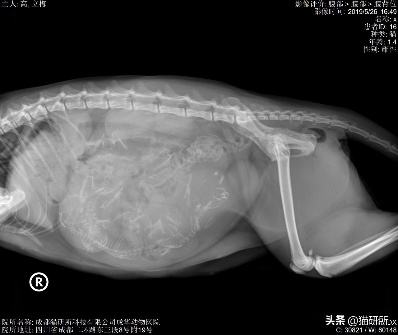 10张让人不寒而栗的图片,猫咪x光正常图片