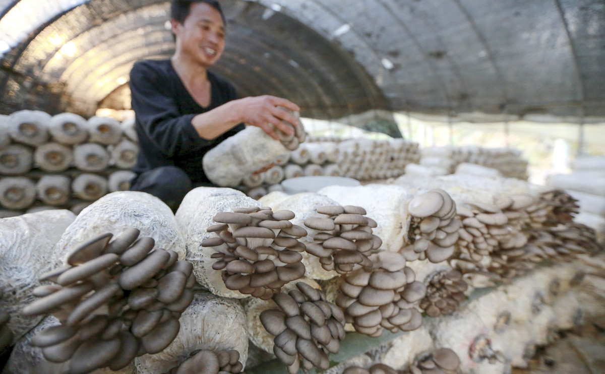 平菇怎么种植好吃,平菇种植菌包制作技术视频播放