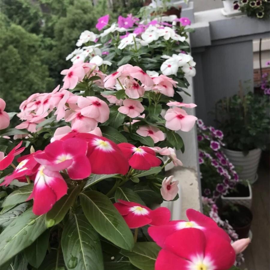 养长春花注意几点细节全年开花,长春花花期需要施肥吗施什么肥好