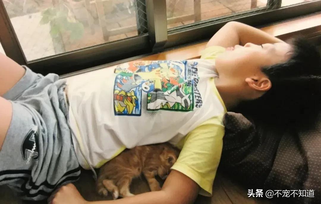 岛国妹子养的超萌小奶猫,几个月后变成巨兽了