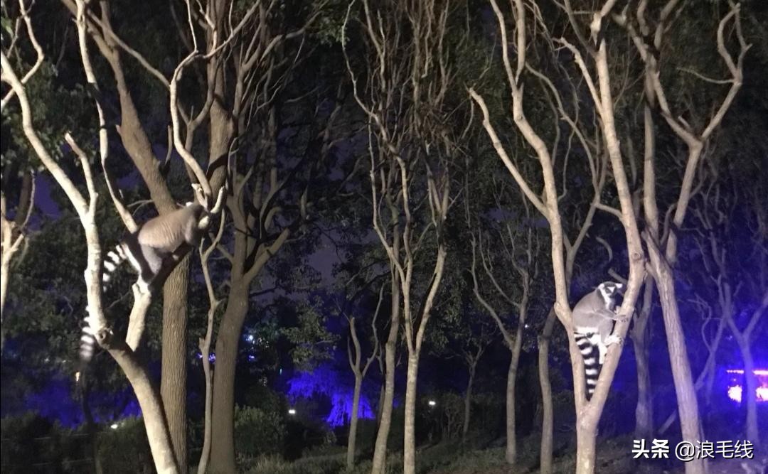 夜上海魔都在哪里,夜上海在哪里玩