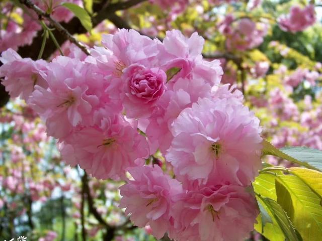 老人生命的最后阶段，放弃治疗其实是理性的而不是不孝