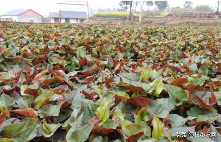 现在农民种啥挣钱种植创业项目,农村养殖种植与三农创业致富项目