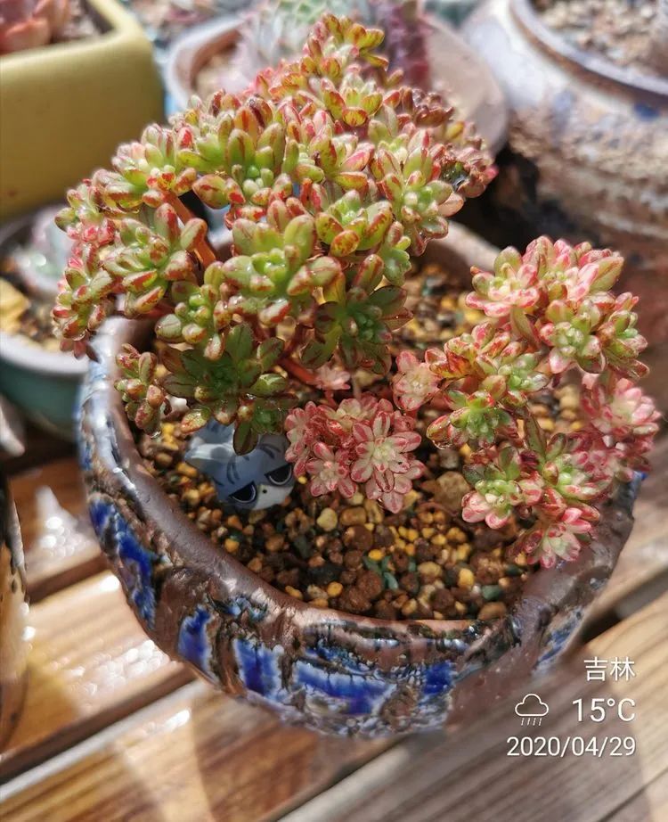 人生就像养多肉一样,人生如同养多肉时间不会怠慢