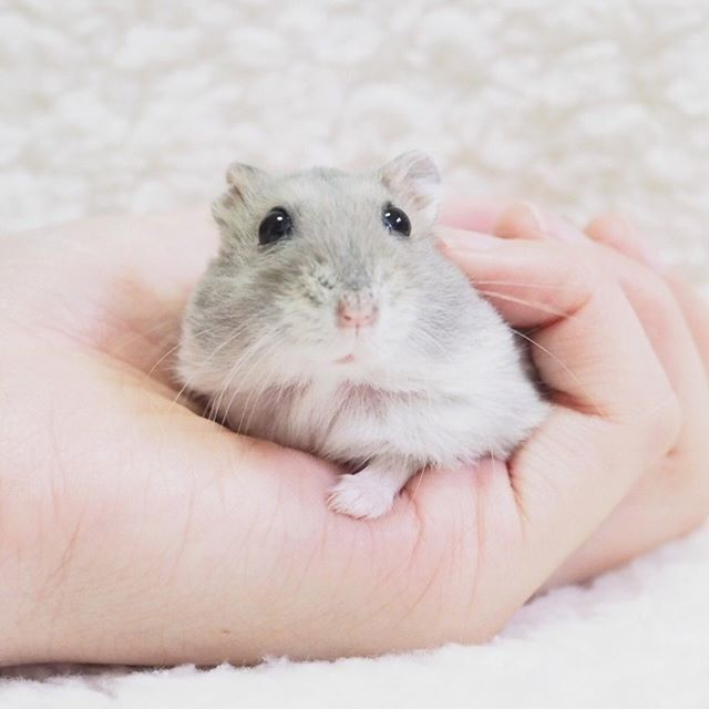 仓鼠躺手并非难事，只要有好吃的，鼠鼠马上变得超级听话