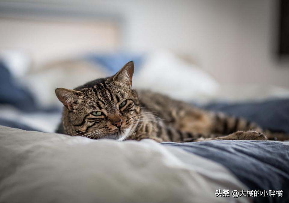 猫咪尿到棉被上怎么处理,棉被被猫咪尿了怎么清洗