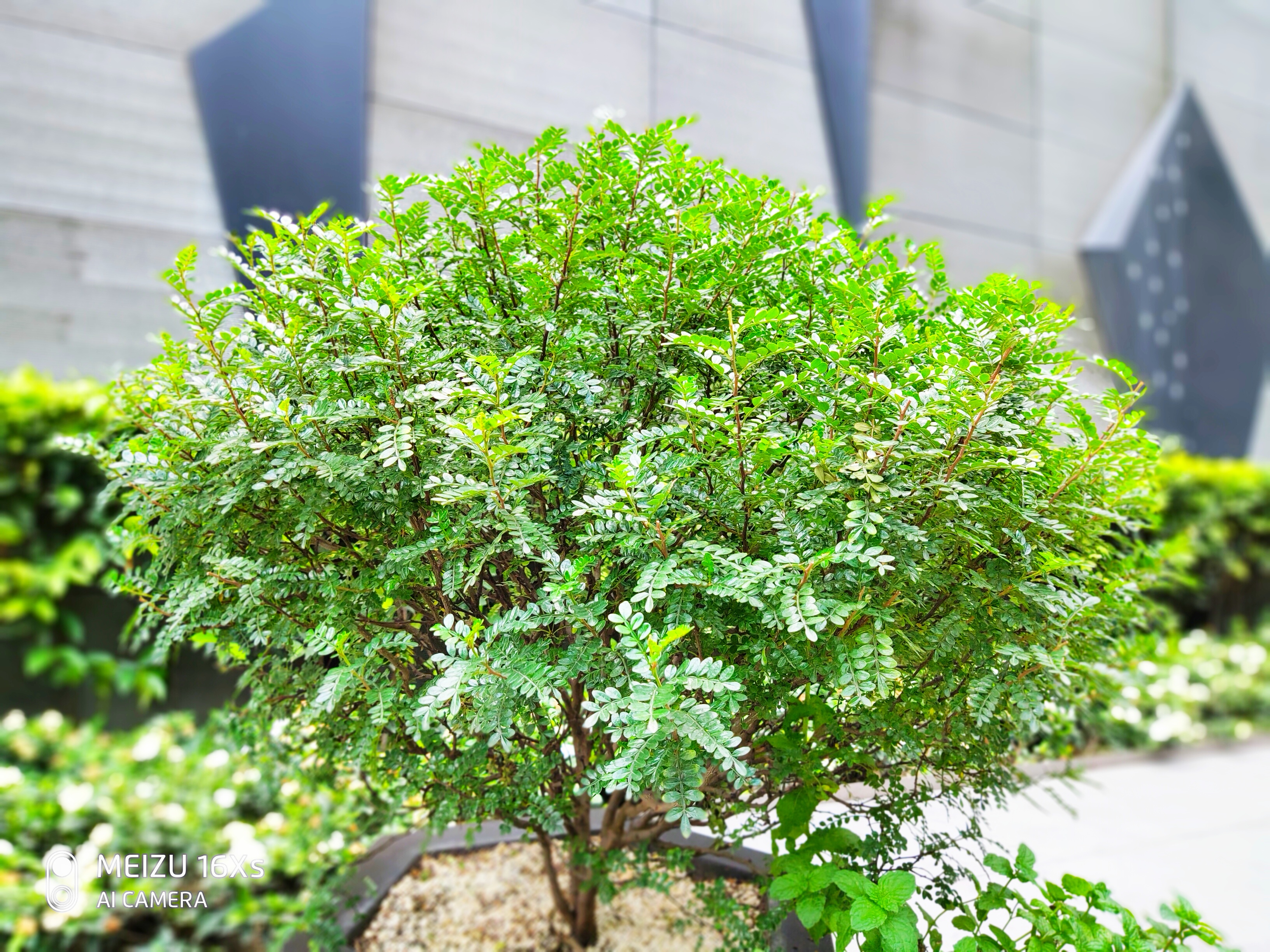 魅族16x深度测评,魅族16xs使用一年后的感受