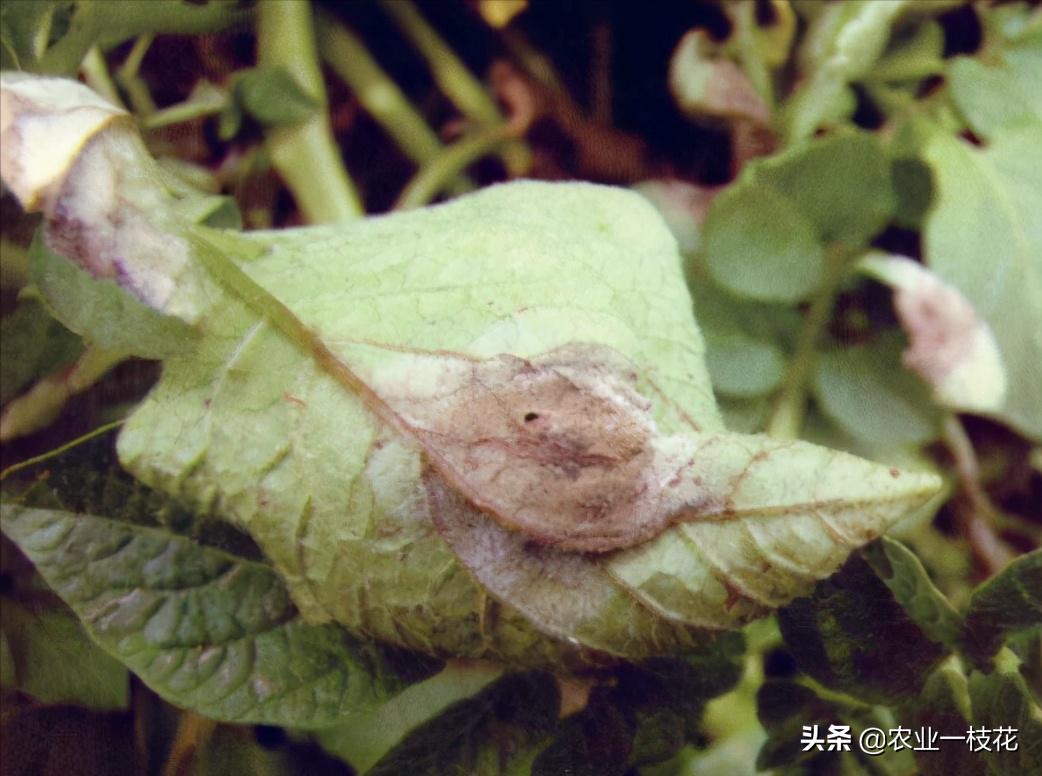 马铃薯晚疫病的症状和治疗方法,马铃薯晚疫病是什么原因