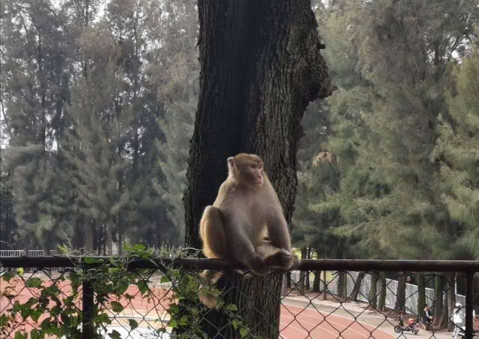 男子见义勇为被猴群殴,男子被猴群报复