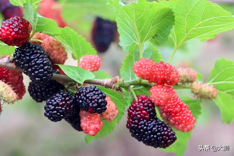 古人门前不种桑树,古人不让种桑树