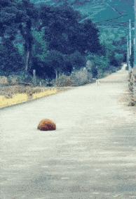 玉米地发现不明液体怎么办,玉米地发现的怪事