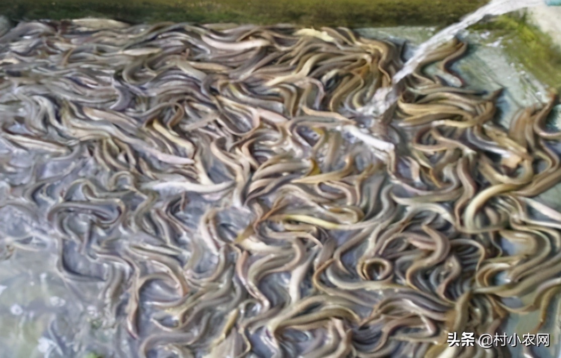 农民创业养什么好赚钱,在农村养殖种植创业好项目有哪些