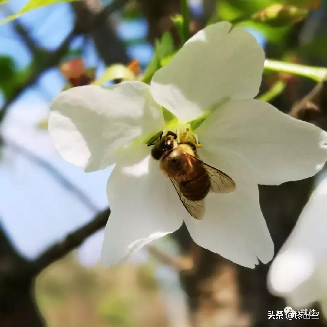 带你来樱花园看浪漫樱花,最美校园春天必打卡的樱花胜地
