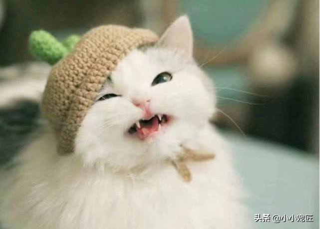 喵星人为什么尝不出甜味,喵星人最喜欢吃什么