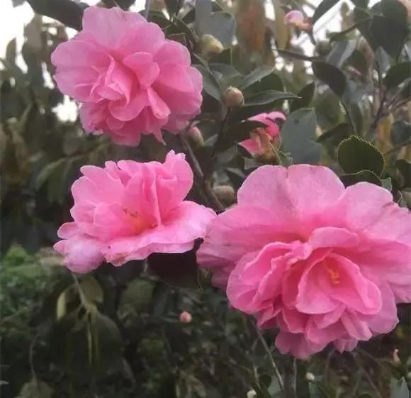 北方盆栽茶梅的种植方法,茶梅耐寒养殖方法和注意事项