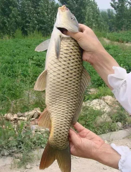 钓鱼笔记全集,钓鱼笔记100篇