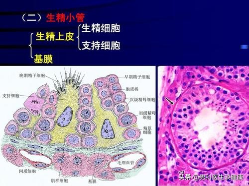 唯细胞支持综合征是先天的吗,唯细胞支持综合征有几率怀孕吗