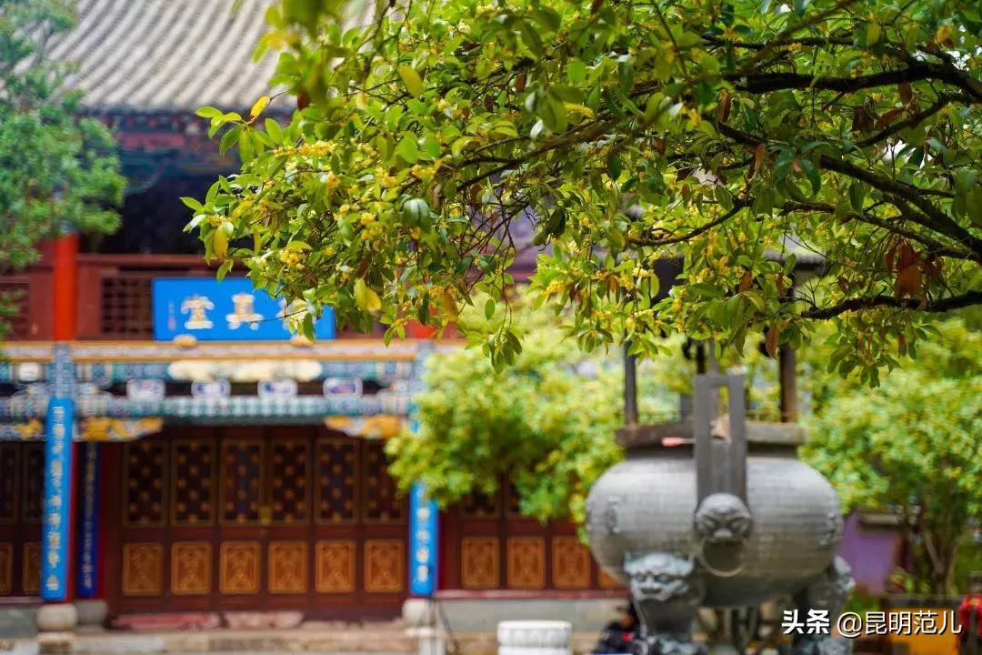 桂花落雨满园香|来黑龙潭公园感受初秋的气息