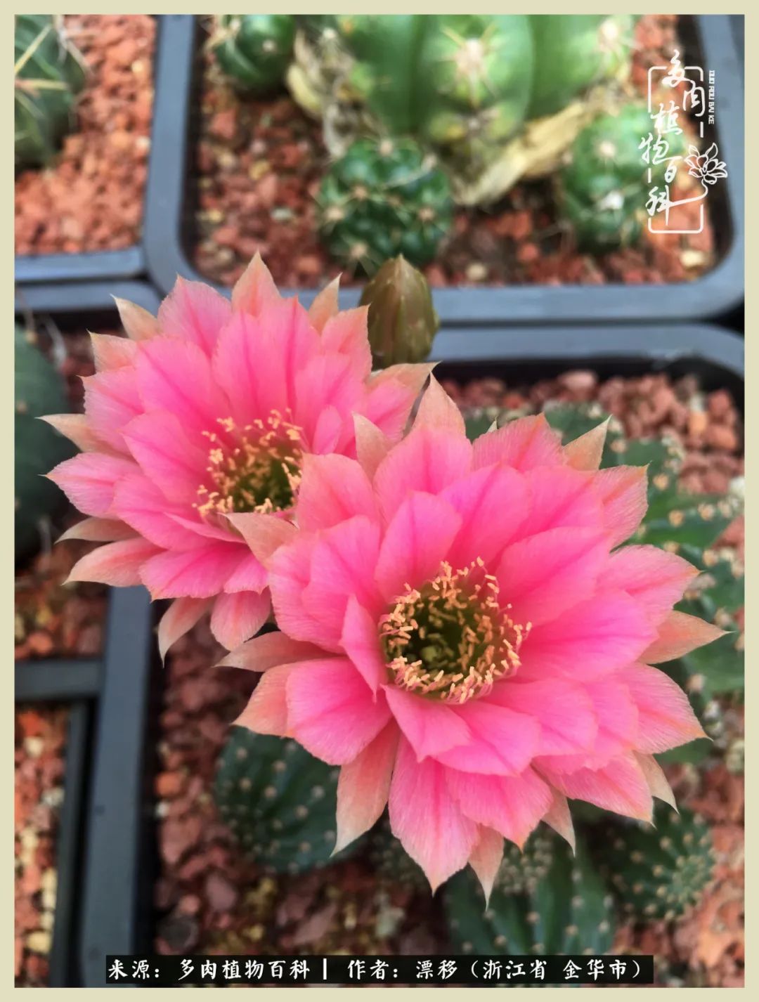 仙人球开花并散发着香味,仙人球花盛开吐露芬芳