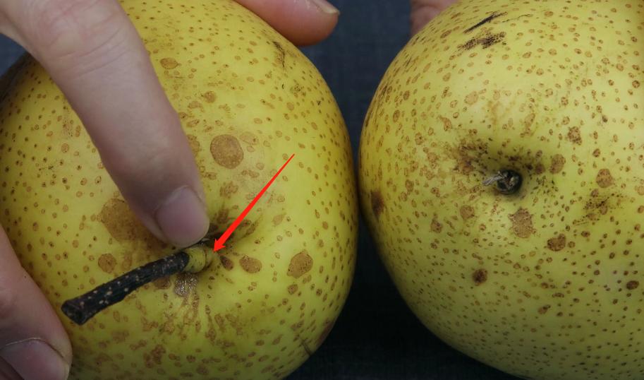 买的梨如何保鲜,买的梨子不氧化是怎么回事